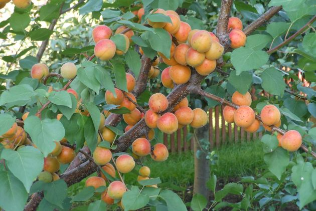 Как вырастить сладкие абрикосы в средней полосе