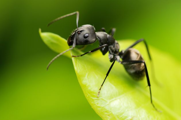 Как прогнать муравьев из сада?