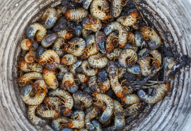 Как бороться с личинкой майского жука на даче