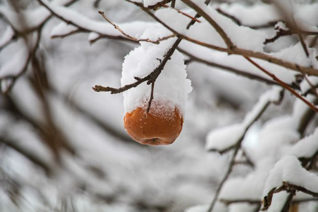 зима в саду