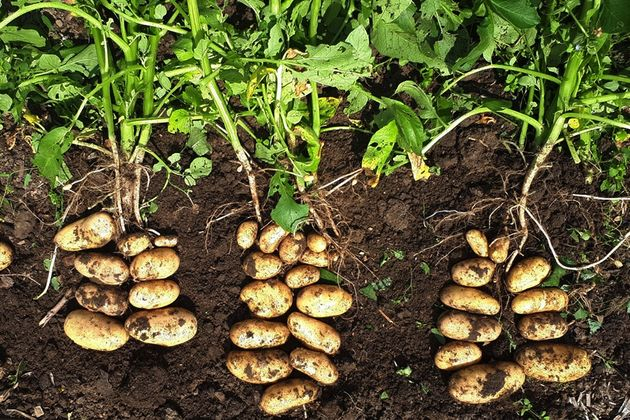 7 советов для получения сверхраннего урожая картофеля