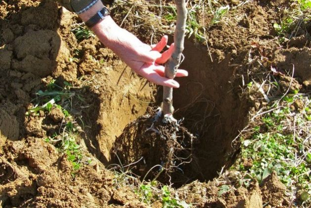Как подготовить посадочные ямы для плодовых культур?