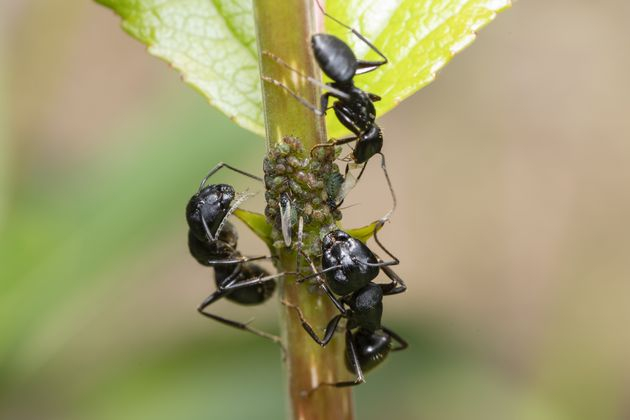 муравьи: меры борьбы