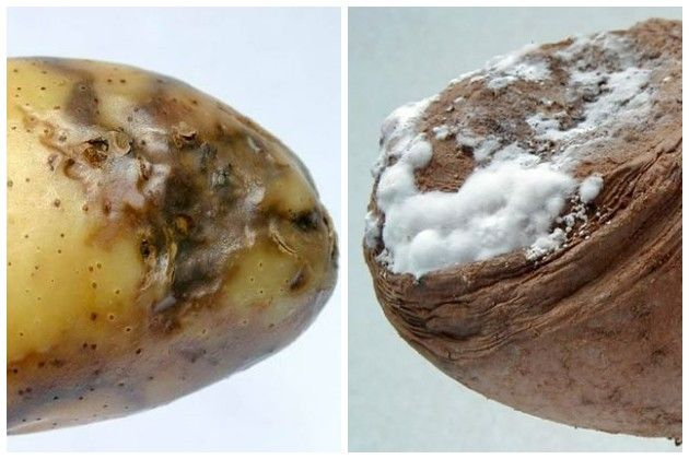 фузариоз и фомоз картофеля