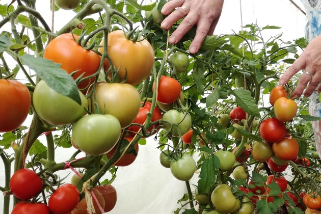 Как правильно формировать томаты в теплице?