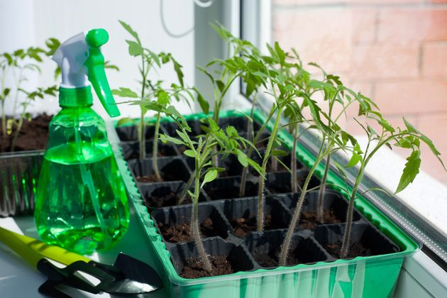 Секреты выращивания рассады томатов
