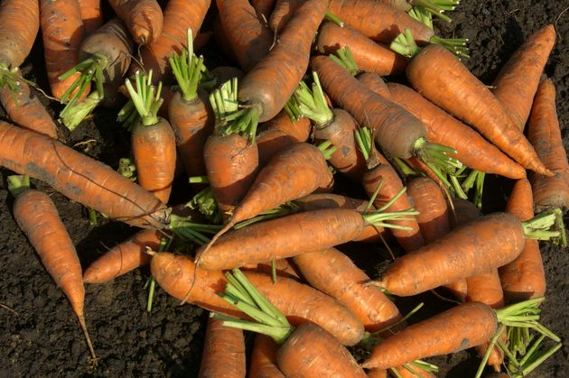 условия хранения моркови