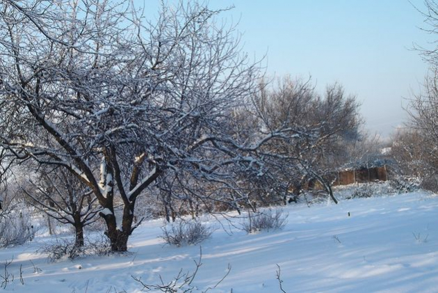 Плодовые деревья: снег рыхлить или отаптывать?