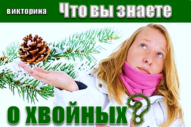 викторина «Что вы знаете о хвойных?»