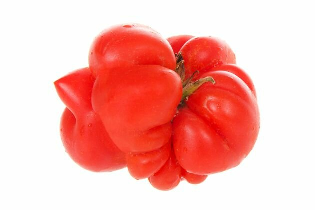 уродливые томаты: причины деформации
