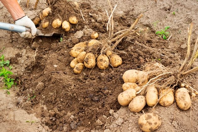 Как отобрать картофель для следующей посадки