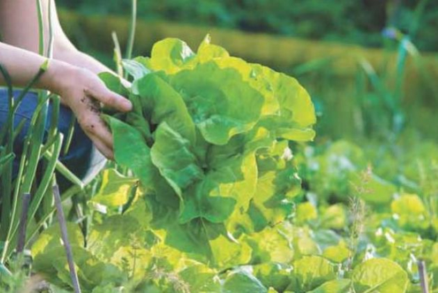 Как спасти салат от болезней и вредителей