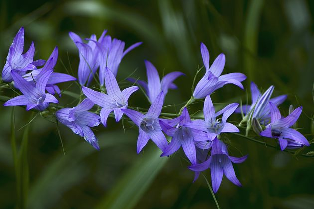 Campanula rapunculus