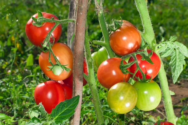 томаты в августе