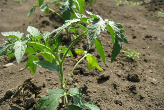 Приводит ли окучивание к увеличению урожая томатов?