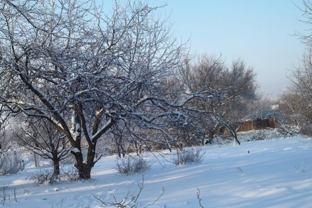 Плодовый сад: побелку стоит подновить