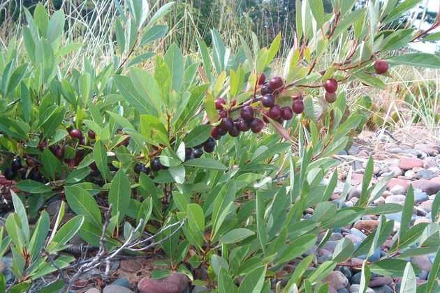 Prunus pumila, South Ste. Marys Island