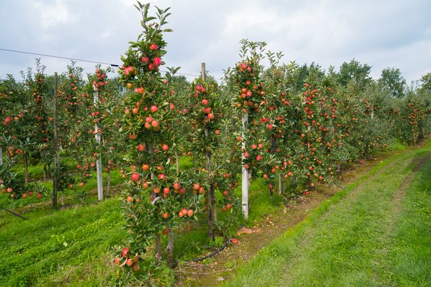 выращивание яблонь на карликовых или полукарликовых подвоях