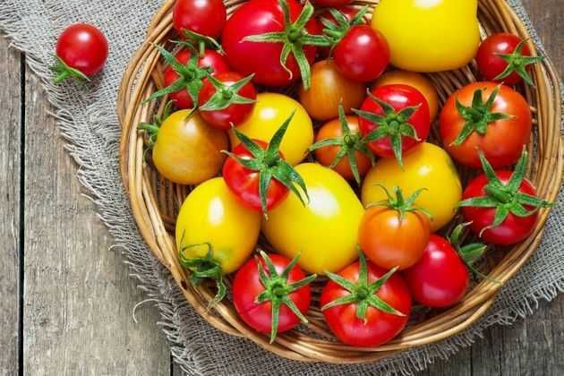 Что способствует повышению урожайности томата в теплице?
