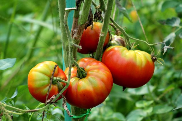 томаты: как подготовить овощи к хранению