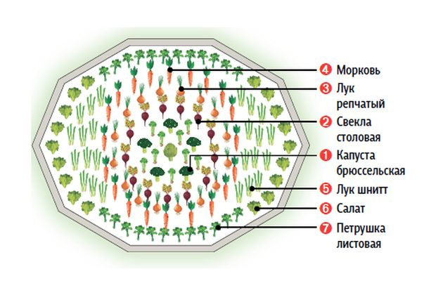 схема овощной клумбы