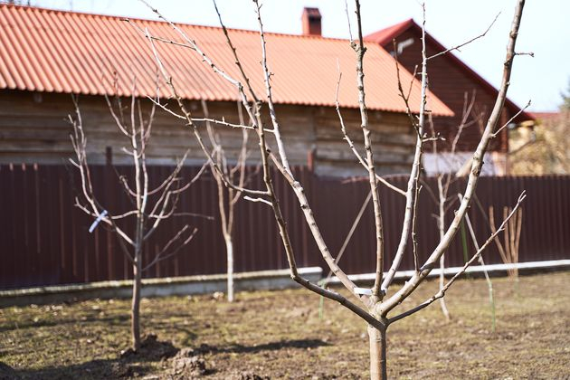 Ноябрь: не оставляй участок без внимания