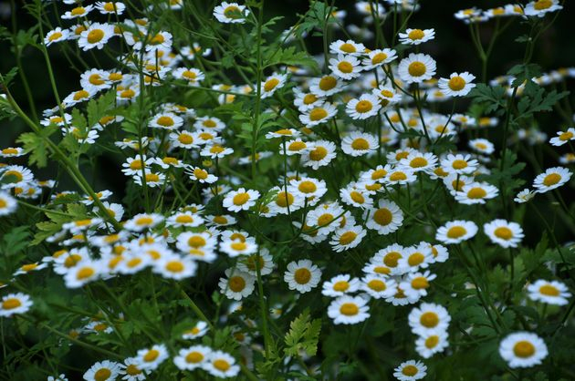 пиретрум (Pyrethrum cinerariaefolium Trev)