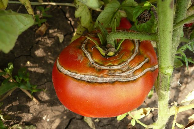 растрескивание томатов: в чем проблема