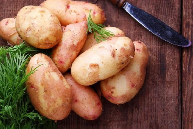 Тонкости выращивания молодого картофеля