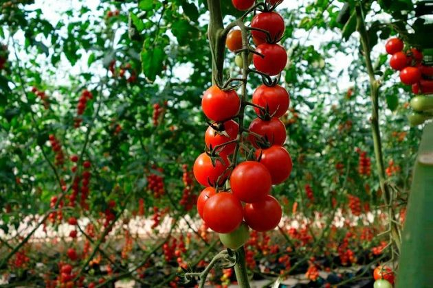 Можно ли сохранить понравившийся гибрид томата?