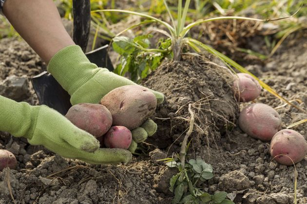 Четыре причины неудачного урожая картофеля