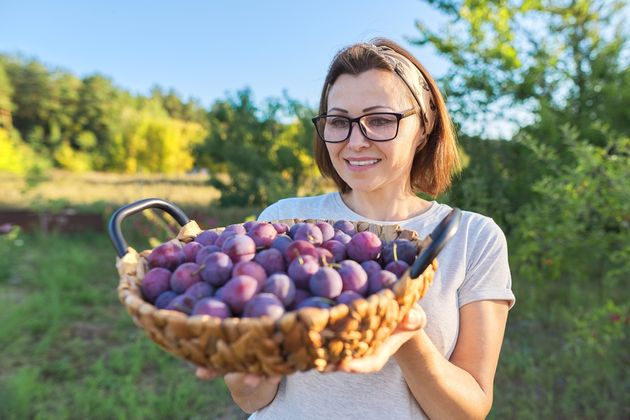 слива:  что делать, если повреждена кора