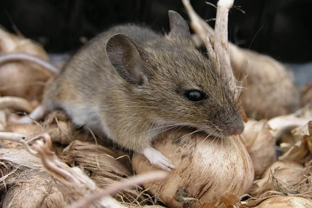 Сетка защитит луковичные от мышей