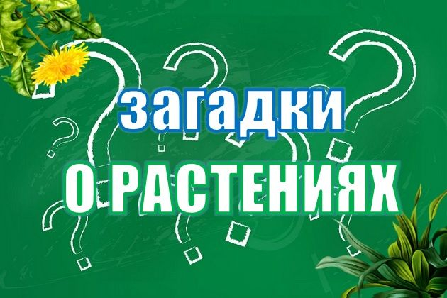 викторина «Загадки о растениях»