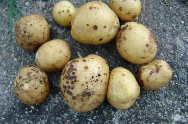 Как справиться с паршой картофеля