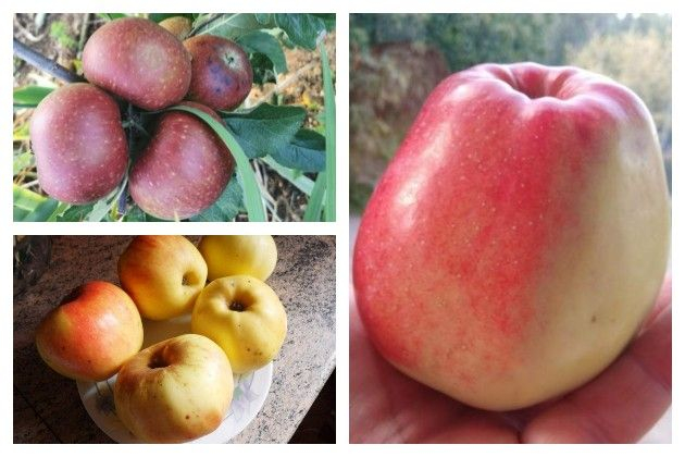 Любимые сорта яблок наших читателей