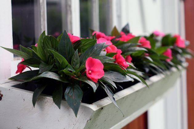 бальзамин: весной украсим балконы цветами