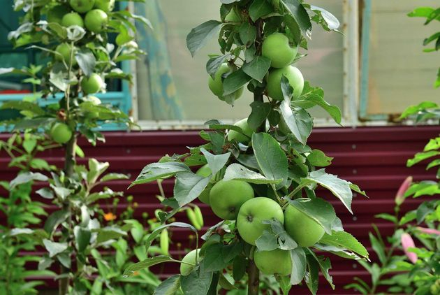Яблони-колонны: тонкости агротехники