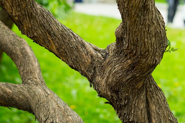 Как удалить массивные ветки на больших деревьях