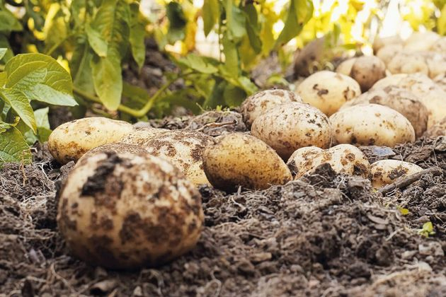 Как в августе можно улучшить способность урожая картофеля к хранению?