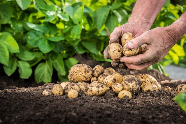 картофель: тонкости  агротехники