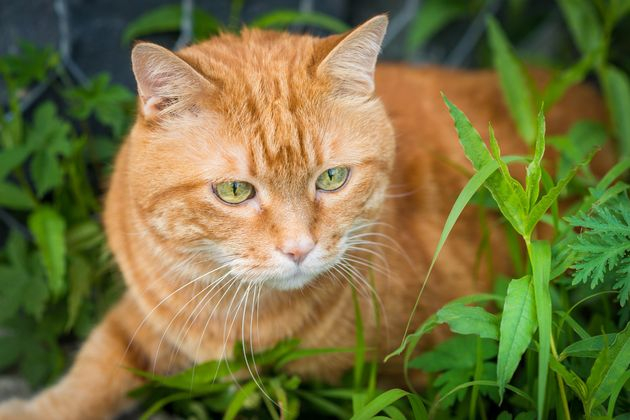 как уберечь грядки от кошки